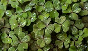 Preview wallpaper clover, drops, rain, water, macro