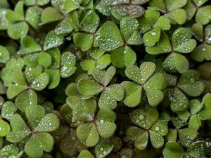 Preview wallpaper clover, drops, rain, water, macro