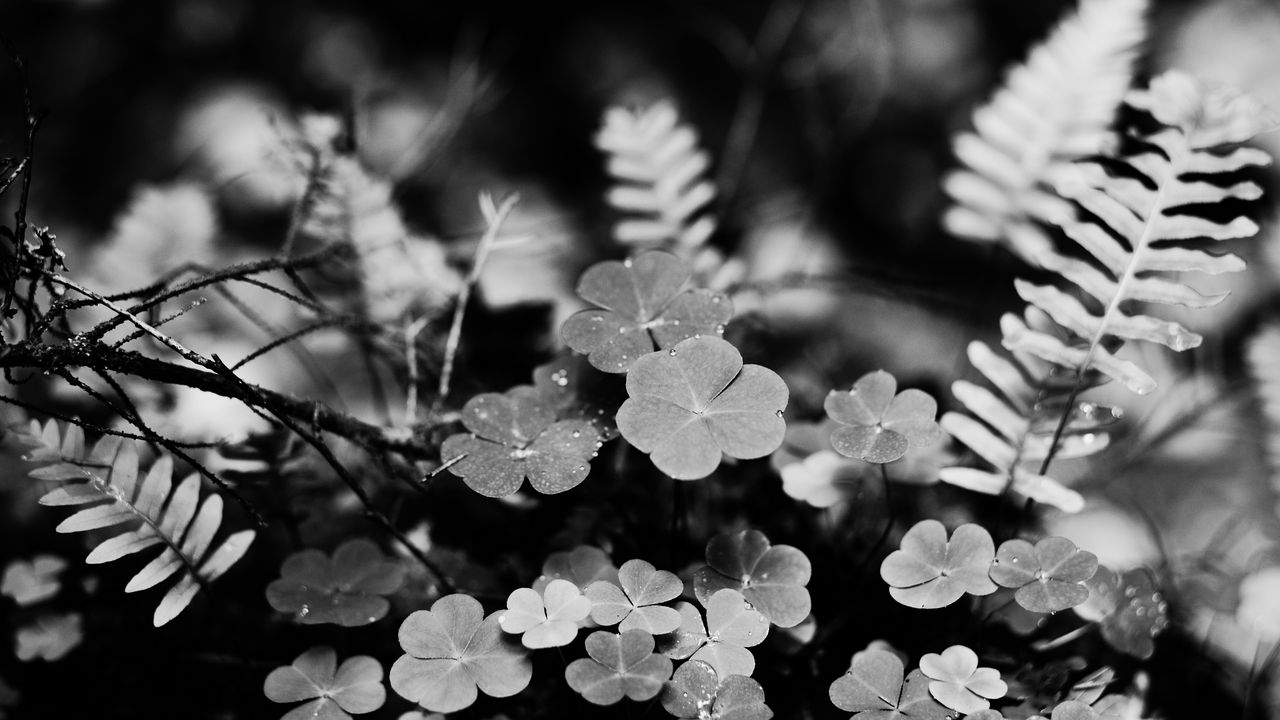 Wallpaper clover, fern, leaves, macro, black and white