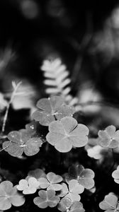Preview wallpaper clover, fern, leaves, macro, black and white