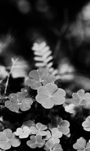 Preview wallpaper clover, fern, leaves, macro, black and white