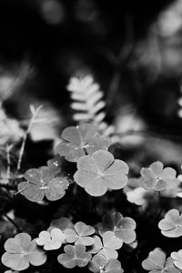 Preview wallpaper clover, fern, leaves, macro, black and white