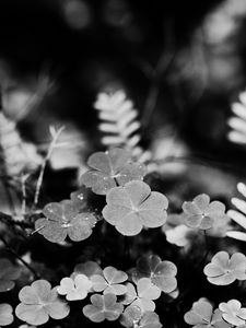 Preview wallpaper clover, fern, leaves, macro, black and white