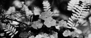 Preview wallpaper clover, fern, leaves, macro, black and white