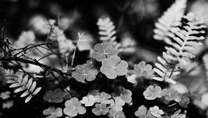 Preview wallpaper clover, fern, leaves, macro, black and white