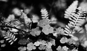 Preview wallpaper clover, fern, leaves, macro, black and white