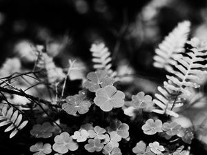 Preview wallpaper clover, fern, leaves, macro, black and white