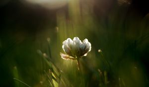 Preview wallpaper clover, field, light, green