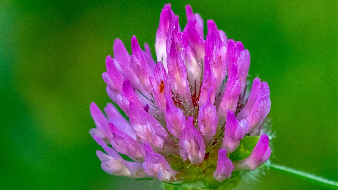 Wallpaper clover, flower, bud, macro, purple