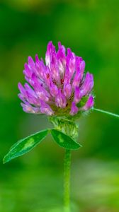 Preview wallpaper clover, flower, bud, macro, purple