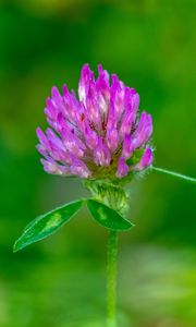 Preview wallpaper clover, flower, bud, macro, purple