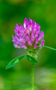 Preview wallpaper clover, flower, bud, macro, purple