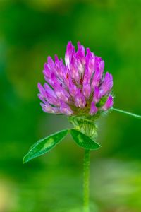 Preview wallpaper clover, flower, bud, macro, purple