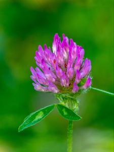 Preview wallpaper clover, flower, bud, macro, purple