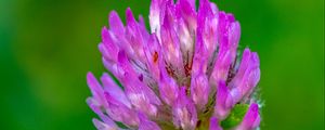 Preview wallpaper clover, flower, bud, macro, purple