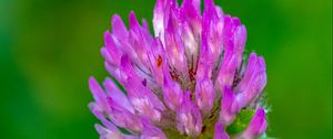 Preview wallpaper clover, flower, bud, macro, purple