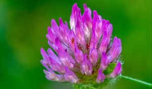 Preview wallpaper clover, flower, bud, macro, purple
