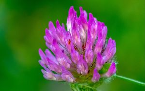 Preview wallpaper clover, flower, bud, macro, purple