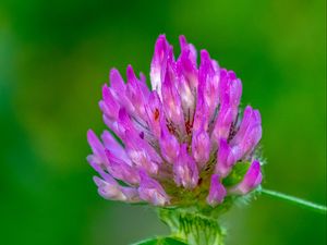 Preview wallpaper clover, flower, bud, macro, purple