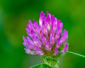 Preview wallpaper clover, flower, bud, macro, purple