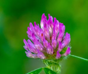 Preview wallpaper clover, flower, bud, macro, purple