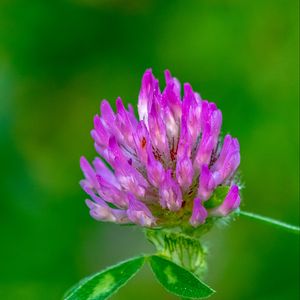 Preview wallpaper clover, flower, bud, macro, purple