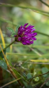 Preview wallpaper clover, flower, bud, purple, grass