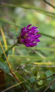 Preview wallpaper clover, flower, bud, purple, grass