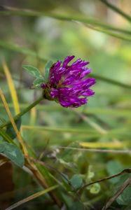 Preview wallpaper clover, flower, bud, purple, grass
