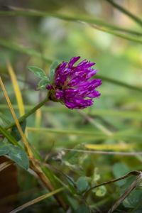 Preview wallpaper clover, flower, bud, purple, grass