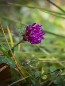 Preview wallpaper clover, flower, bud, purple, grass