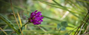 Preview wallpaper clover, flower, bud, purple, grass