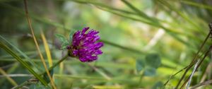 Preview wallpaper clover, flower, bud, purple, grass