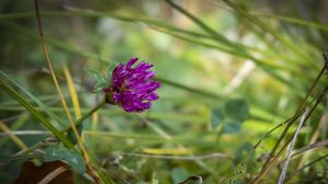 Preview wallpaper clover, flower, bud, purple, grass