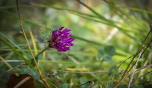 Preview wallpaper clover, flower, bud, purple, grass