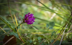 Preview wallpaper clover, flower, bud, purple, grass