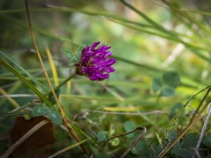 Preview wallpaper clover, flower, bud, purple, grass