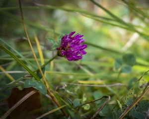 Preview wallpaper clover, flower, bud, purple, grass
