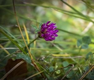 Preview wallpaper clover, flower, bud, purple, grass