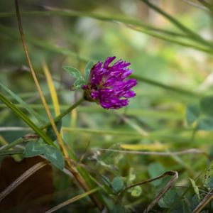 Preview wallpaper clover, flower, bud, purple, grass