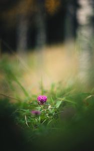 Preview wallpaper clover, flower, grass, macro