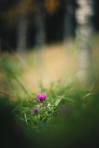 Preview wallpaper clover, flower, grass, macro