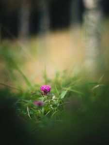 Preview wallpaper clover, flower, grass, macro