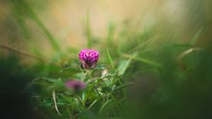 Preview wallpaper clover, flower, grass, macro