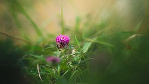 Preview wallpaper clover, flower, grass, macro