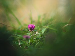 Preview wallpaper clover, flower, grass, macro