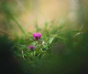 Preview wallpaper clover, flower, grass, macro