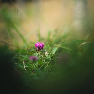 Preview wallpaper clover, flower, grass, macro