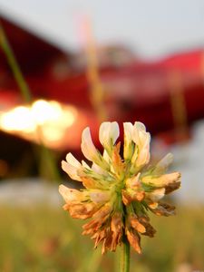 Preview wallpaper clover, flower, grass, blurred