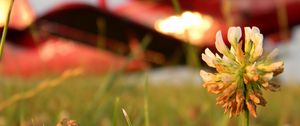 Preview wallpaper clover, flower, grass, blurred